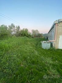 Terreno per pecore