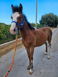 Puledro