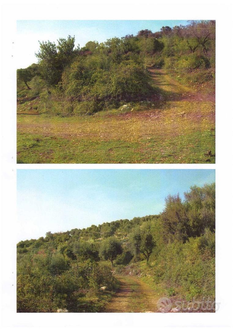 Terreno olivato con unità collabente di 146 mq - Vista 5