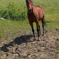 Cavalla angloaraba 12 anni