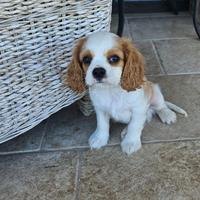 2 cuccioli di Cavalier King Charles Spaniel