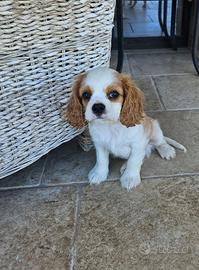 2 cuccioli di Cavalier King Charles Spaniel
