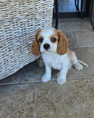 2 cuccioli di Cavalier King Charles Spaniel