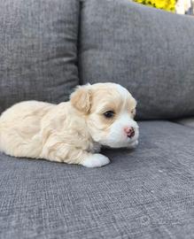 Maltipoo