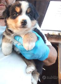 cucciolo australian shepherd 