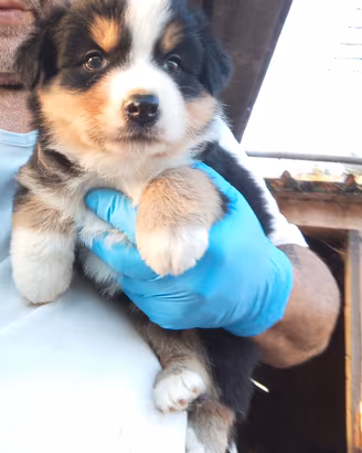 cucciolo australian shepherd 