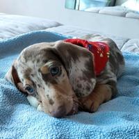 Cuccioli bassott kaninchen merle cioccolato blu