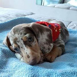 Cuccioli bassott kaninchen merle cioccolato blu