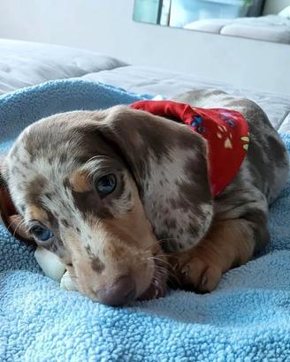 Cuccioli bassott kaninchen merle cioccolato blu