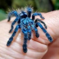 Caribena versicolor Migale ragno