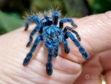Caribena versicolor Migale ragno
