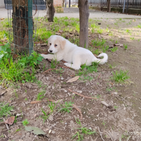 Cucciole pastore a c