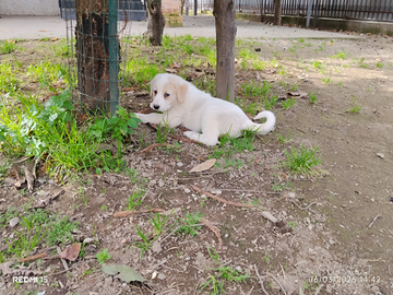 Cucciole pastore a c