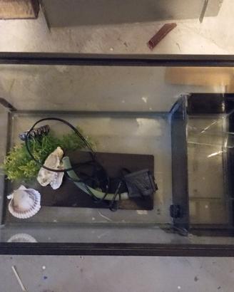 acquario per tartarughe 