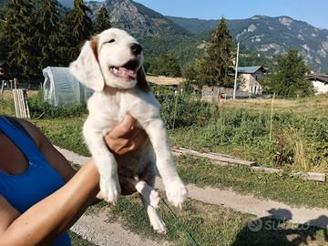 Cuccioli di setter
