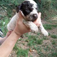 Cuccioli Lagotto Romagnolo con pedigree ENCI