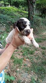 Cuccioli Lagotto Romagnolo con pedigree ENCI