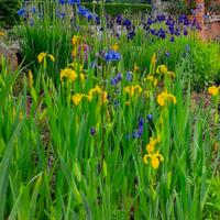 Iris d'acqua giallo pseudacorus