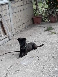 Cagnolino