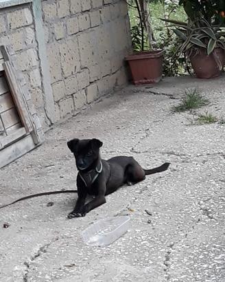 Cagnolino