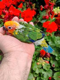 Conuro del sole da imbecco