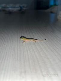 phelsuma ludicata 
