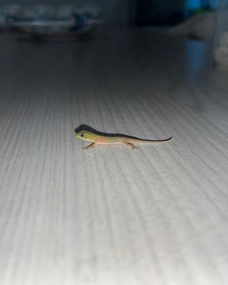 phelsuma ludicata 