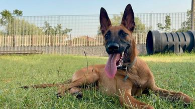 pastore belga malinois femmina 