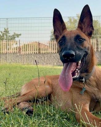 pastore belga malinois femmina 