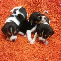 Cuccioli di beagle tricolore