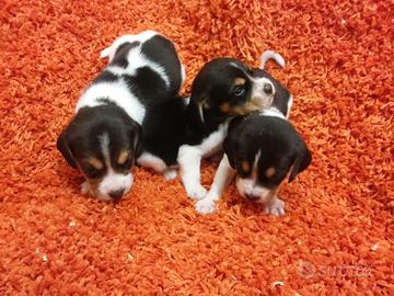Cuccioli di beagle tricolore