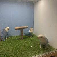 Inseparabili novelli