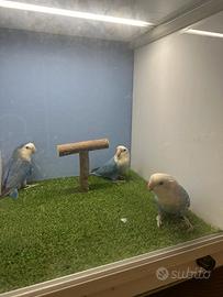 Inseparabili novelli