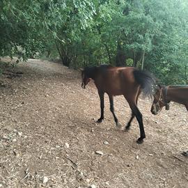 Cavallo