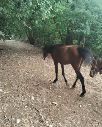 Cavallo