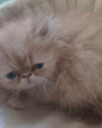 Cucciolo di gattino persiano