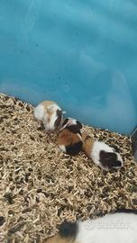 Porcellini d'india baby