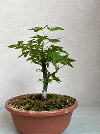 Prebonsai acero palmato