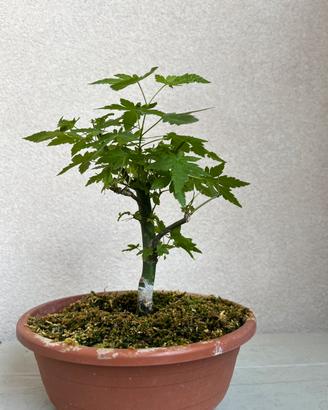 Prebonsai acero palmato