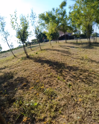 Sfalcio verde
