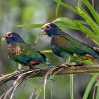 Pappagalli PIONUS SENILIS