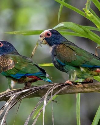 Pappagalli PIONUS SENILIS