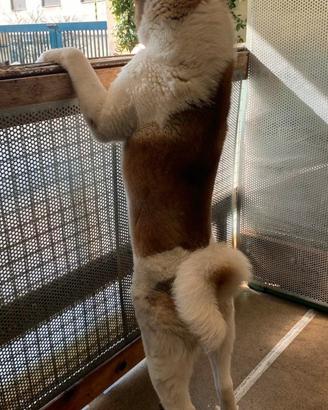 Akita americano maschio
