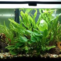 Aquario 60 litri completo