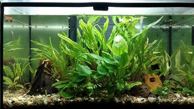Aquario 60 litri completo
