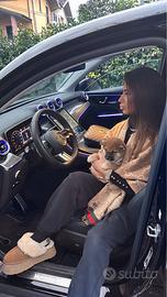 Cuccioli di Shiba Inu