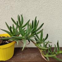 Piante Carpobrotus Edulis (fico degli ottentoti)