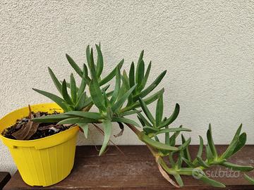 Piante Carpobrotus Edulis (fico degli ottentoti)