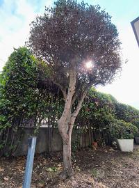 Esclusivo Olivo Potatura Ombrellino 