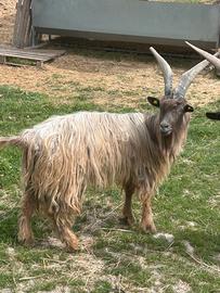 Capra